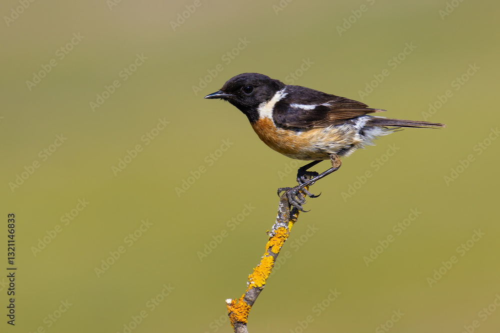 Fototapeta premium European Stonechat on a branch