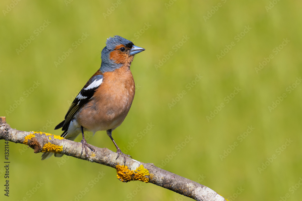 Common Chaffinch on a branch Common Chaffinch on a branch