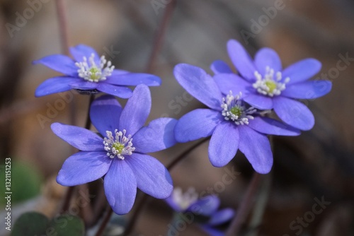 Group of the anemone hepatica kidneywort - violet spring flowers
