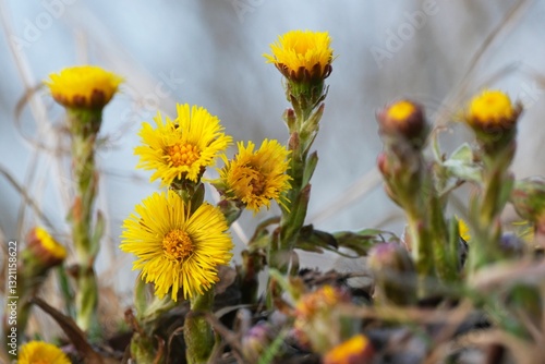 Yellow flowers of coltsfoot (Tussilago farfara) - medicinal plant. 