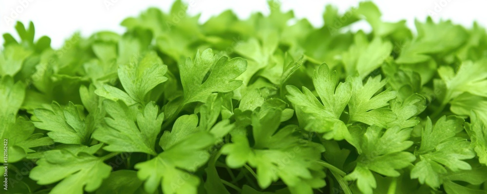 Fresh green parsley leaves in close-up view with vibrant greenery in bright light Fresh green parsley leaves in close-up view with vibrant greenery in bright light