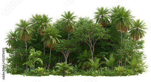 Fototapeta Naklejka Na Ścianę i Meble -  Green tropical forest plants, tropic jungle, cutout png isolated on white or transparent background. Clipping path with cut-out.