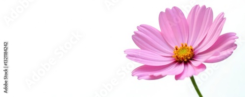 Solo cosmos flower isolated on white background, pressed, cosmos