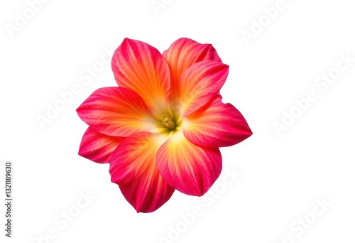 A single, vibrant bloom isolated against a pure white backdrop,  studio photography, elegance