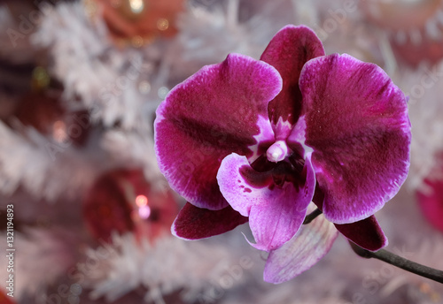 Burgundy phalaenopsis orchid flower against the backdrop of a Christmas tree, selective focus, square format