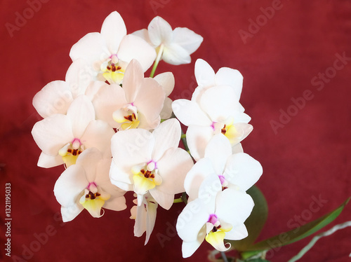 Blooming white phalaenopsis multiflora orchid on a burgundy background, selective focus, horizontal orientation.