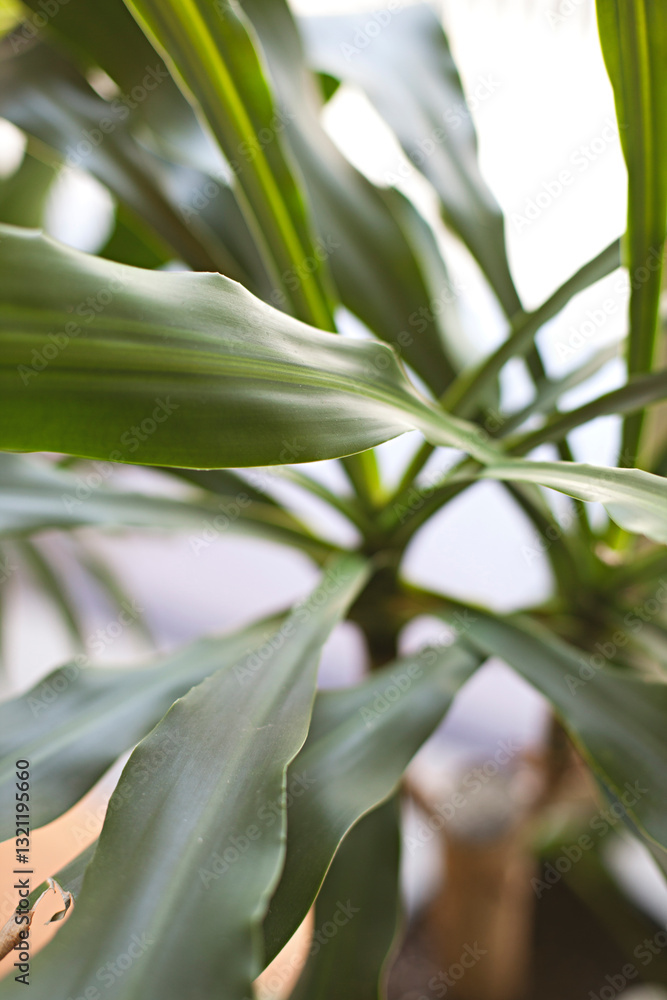 Indoor house plant with long and smooth green leaves Indoor house plant with long and smooth green leaves