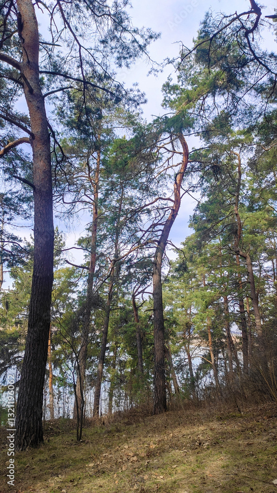 Majestic View of Tall Pine Trees Reaching Toward the Sky with Dense Greenery and Clear Blue Background in a Peaceful Forest Majestic View of Tall Pine Trees Reaching Toward the Sky with Dense Greenery and Clear Blue Background in a Peaceful Forest