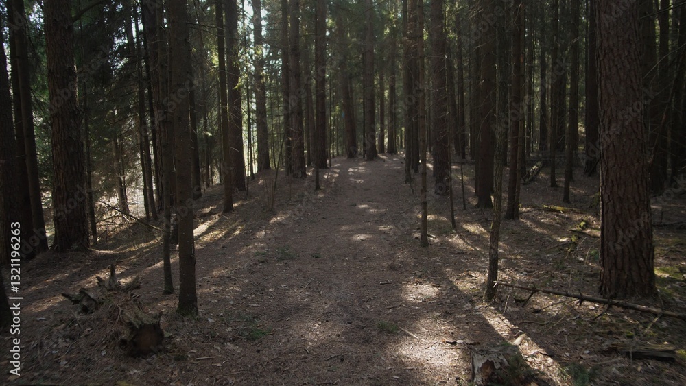 Obraz premium Summer background in the spruce forest