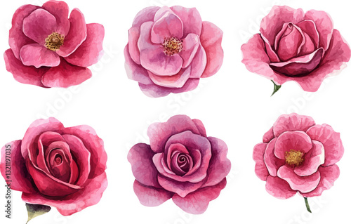 pink roses isolated on white