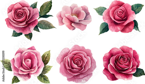 set of pink roses
