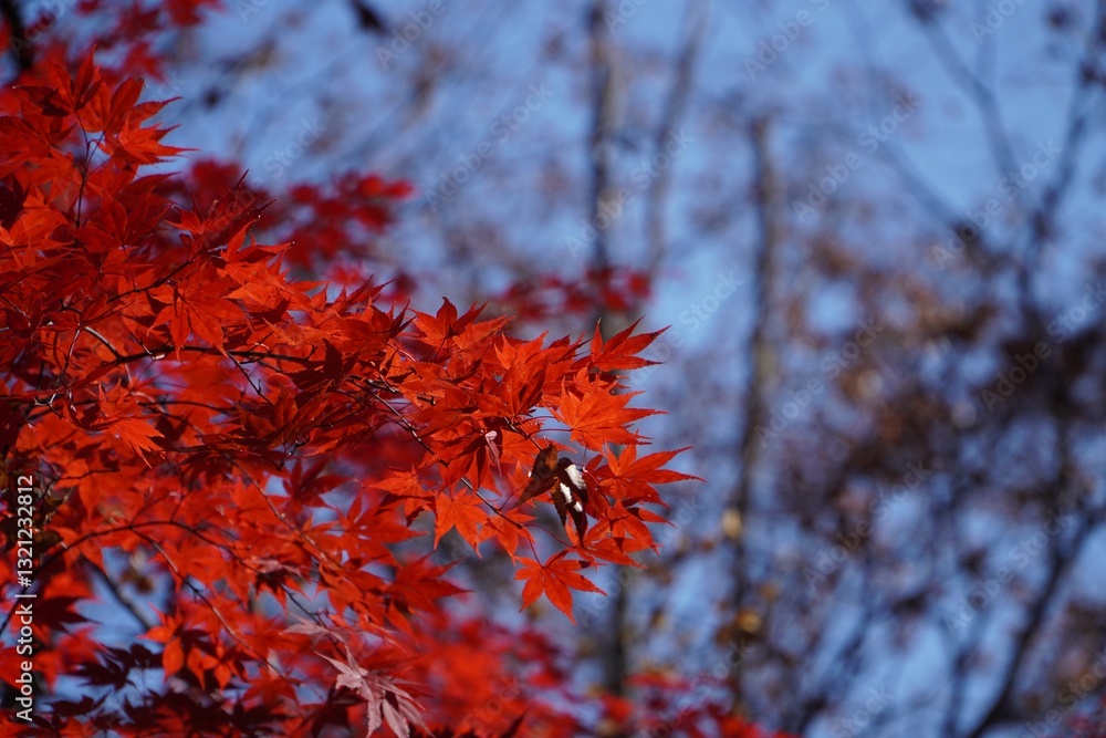 Bright red maple leaves contrast against a clear blue sky, capturing the beauty of autumn foliage in a serene natural setting. Bright red maple leaves contrast against a clear blue sky, capturing the beauty of autumn foliage in a serene natural setting.