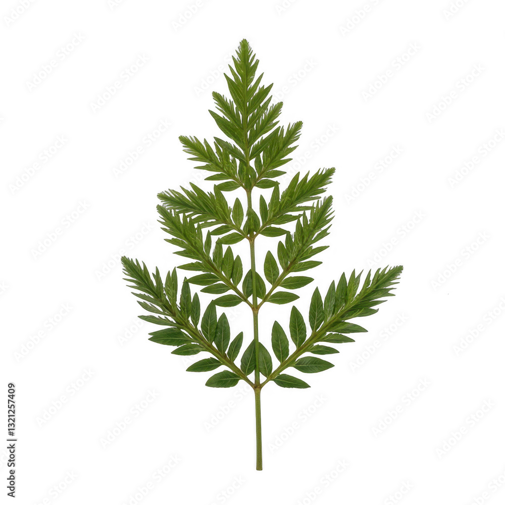 Detailed botanical leaf, vibrant green fern leaf with intricate texture, ideal for nature-themed designs or educational materials. Isolated on white background or PNG Detailed botanical leaf, vibrant green fern leaf with intricate texture, ideal for nature-themed designs or educational materials. Isolated on white background or PNG