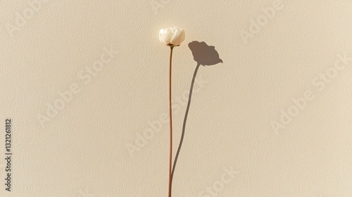 Photograph of a single white flower with a long stem. the flower is in the center of the image and is facing towards the right side of the frame.