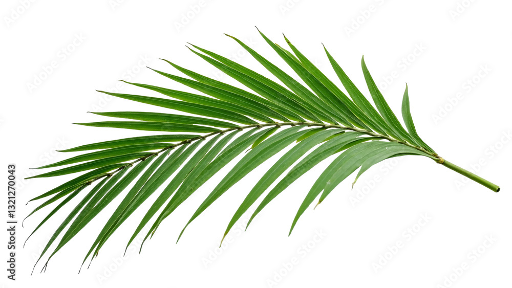 Single Green Palm Leaf Isolated on Transparent Background for Tropical Decor and Design Use Single Green Palm Leaf Isolated on Transparent Background for Tropical Decor and Design Use