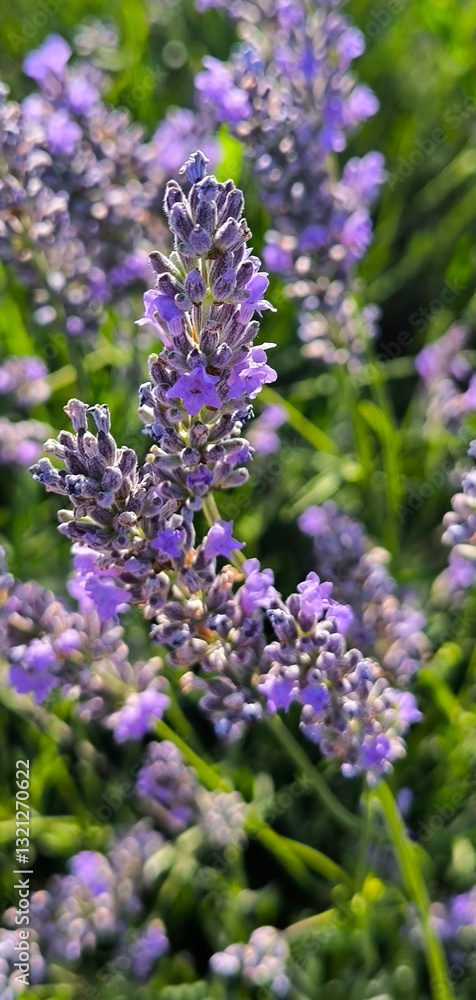 Obraz premium blooming lavender in the field
