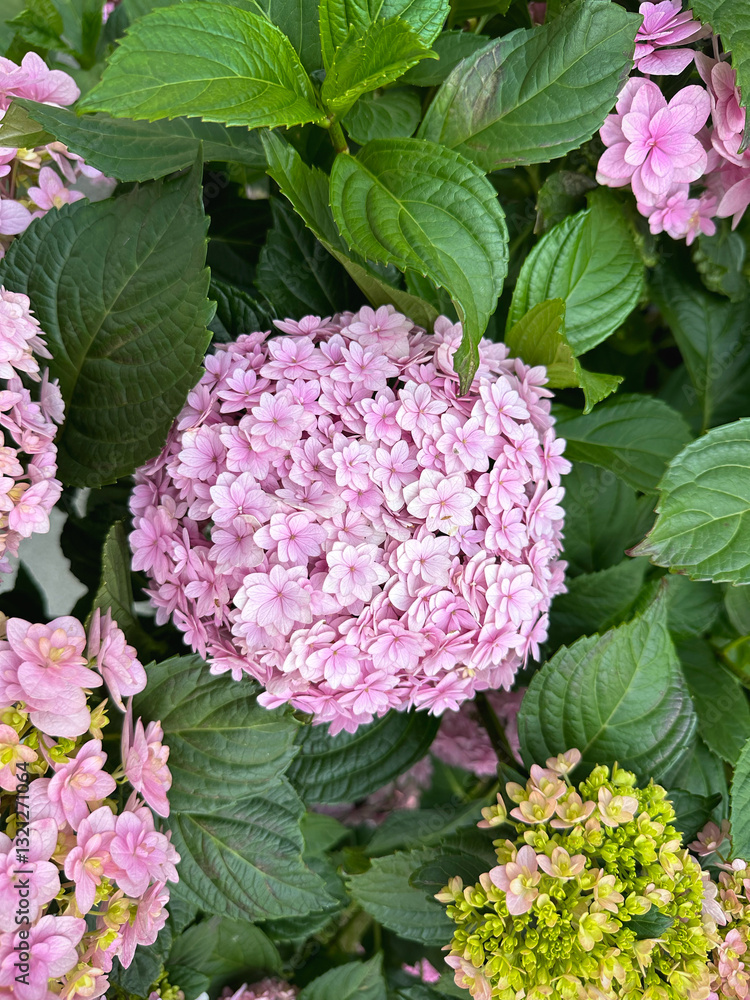 Plants, flowers, Hydrangea macrophylla Plants, flowers, Hydrangea macrophylla