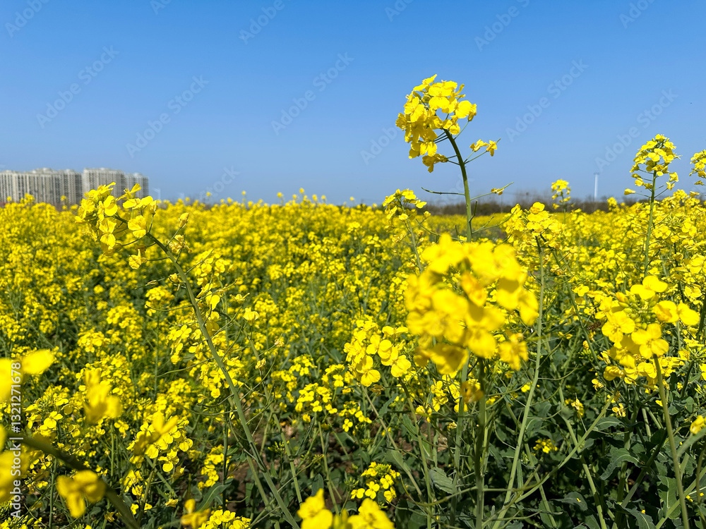 rape flowers, plants, flowers, nature, canola, spring rape flowers, plants, flowers, nature, canola, spring