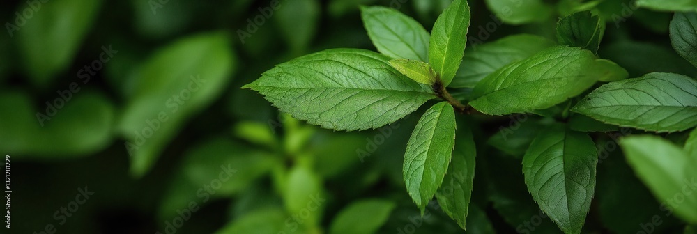 A close-up of lush green leaves capturing the essence of nature's growth and vitality, presenting a calming ambiance found in botanical environments. A close-up of lush green leaves capturing the essence of nature's growth and vitality, presenting a calming ambiance found in botanical environments.