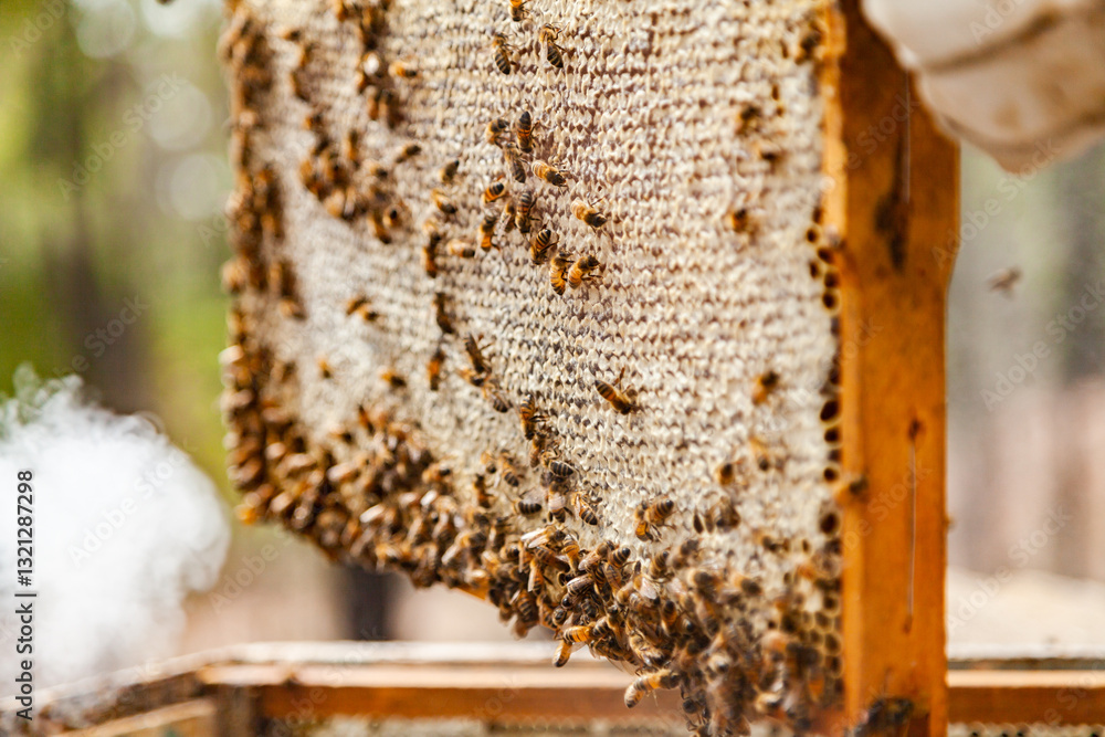 Beekeeper lifting capped honeycomb from beehive Beekeeper lifting capped honeycomb from beehive