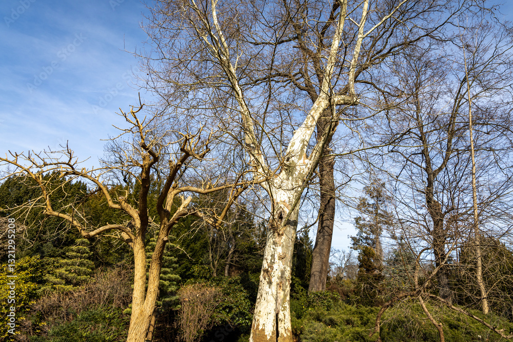 Spring tree trunks without leaves in the park against the sky. Spring in nature Spring tree trunks without leaves in the park against the sky. Spring in nature