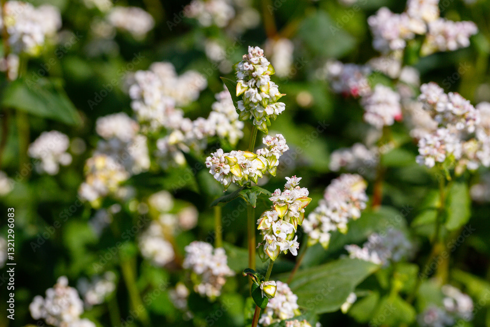 Buckwheat macro with white flowers. Fagopyrum esculentum Buckwheat macro with white flowers. Fagopyrum esculentum