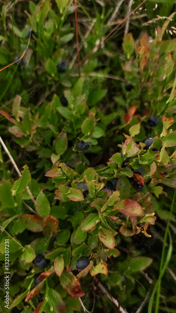 Wild blueberries growing in high tatras mountains, slovakia Wild blueberries growing in high tatras mountains, slovakia