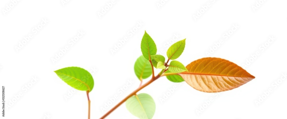 Obraz premium Single vibrant green plant, isolated on pure white, background, photography