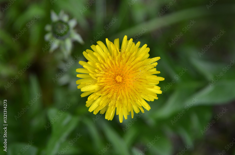 One yellow blooming dandelion isolated against natural green leaves background.Closeup ,top view photo outdoors. Free copy space. One yellow blooming dandelion isolated against natural green leaves background.Closeup ,top view photo outdoors. Free copy space.