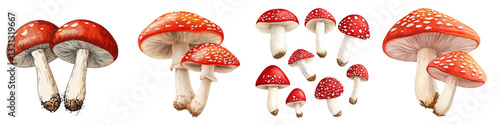 Assortment of Red and White Spotted Mushrooms in the Forest Variety of Edible and Poisonous Fungus Caps and Stems Growing in the Natural Vegetation Environment