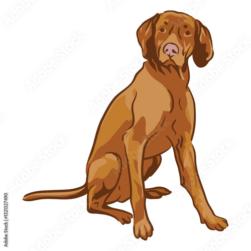 Loyal Companion: A regal Vizsla dog sits, showcasing its sleek, muscular build and noble gaze, in a display of canine elegance.