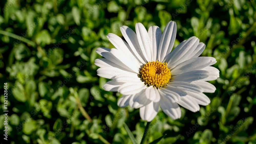 White daisy flower gently rotating against verdant green grass, showcasing delicate petals and natural beauty of perennial wildflower in soft, vibrant light White daisy flower gently rotating against verdant green grass, showcasing delicate petals and natural beauty of perennial wildflower in soft, vibrant light