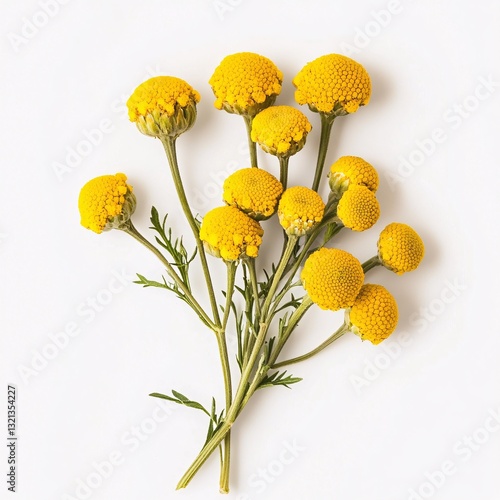 Vibrant Yellow Tansy Flowers Bouquet Close Up Studio Shot on White Background Herbal Remedy