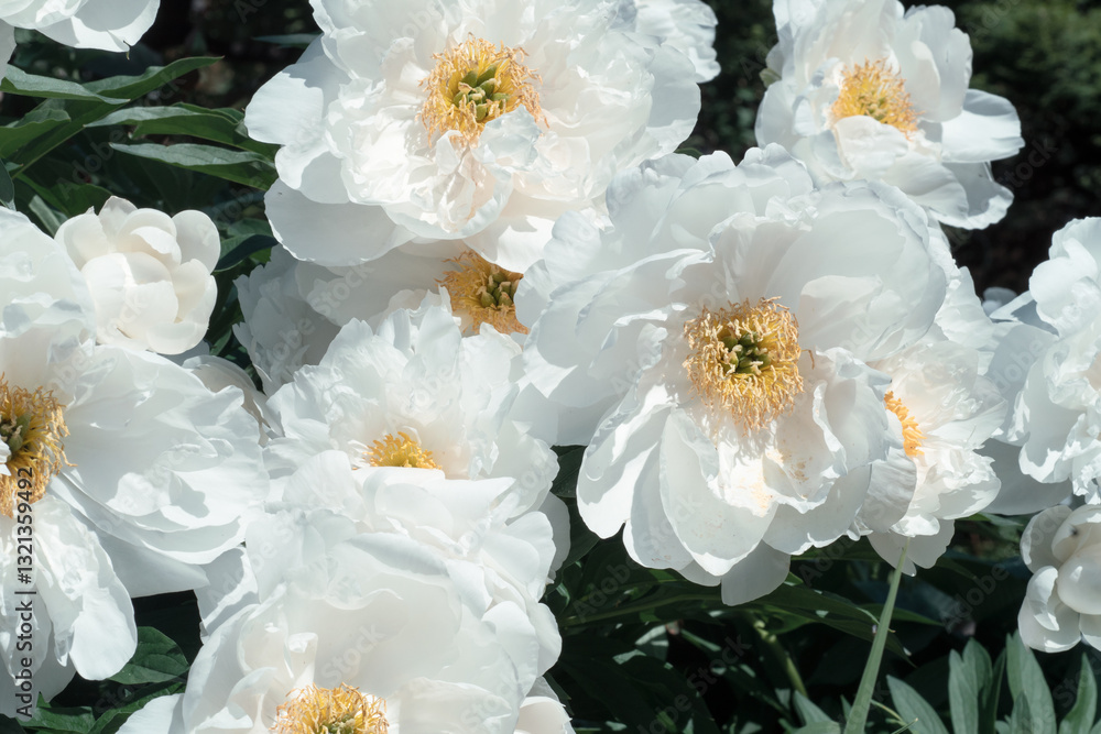 stunning white plate-type peony flowers blossom together in garden as background. sunny day