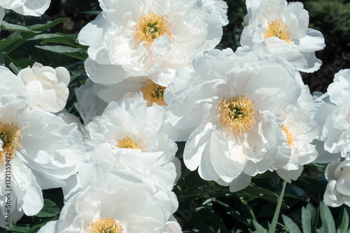 Obraz na płótnie stunning white plate-type peony flowers blossom together in garden as background. sunny day w salonie