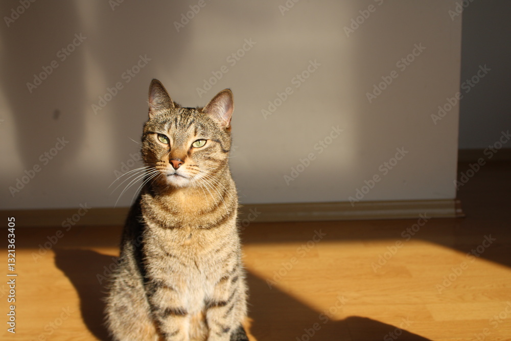 Two tabby cats indoors, one sleeping on floor, sitting, both in warm sunlight, soft shadows on wall, wooden floor, relaxed atmosphere, natural fur patterns cozy. Two tabby cats indoors, one sleeping on floor, sitting, both in warm sunlight, soft shadows on wall, wooden floor, relaxed atmosphere, natural fur patterns cozy.