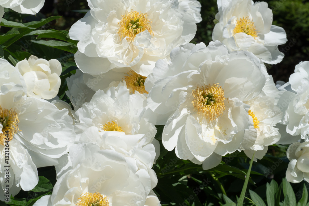 stunning white plate-type peony flowers blossom together in garden as background. sunny day