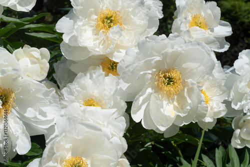 Obraz na płótnie stunning white plate-type peony flowers blossom together in garden as background. sunny day w salonie