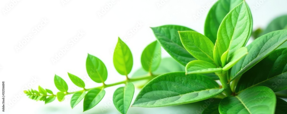 Fototapeta premium Green plant isolated on white background with intricate details, greenery, plants, botanical