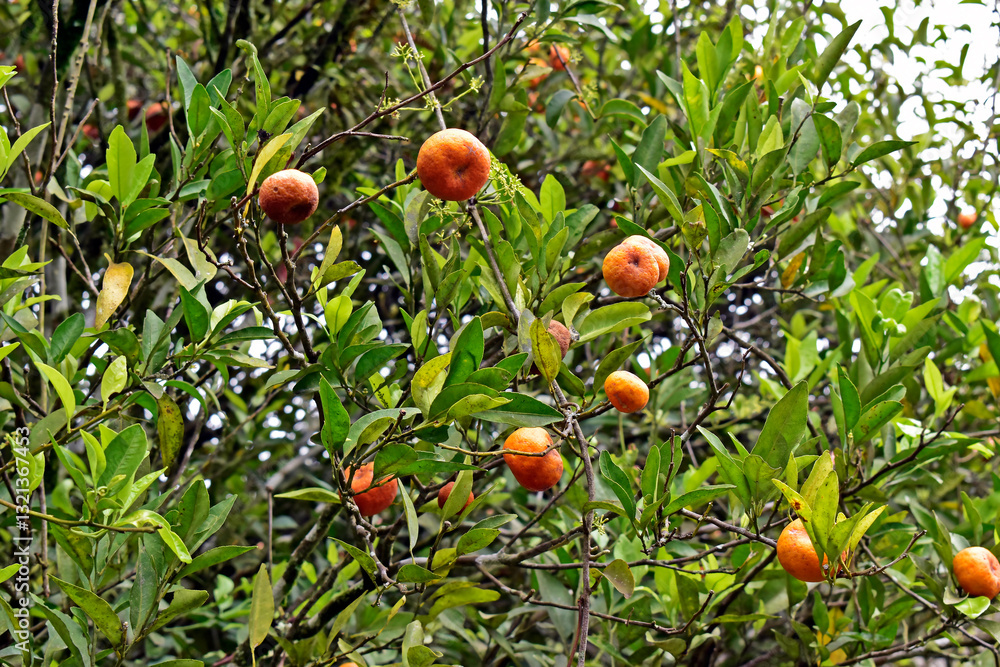 Mini tangerines on tree in Tereopolis, Rio de Janeiro, Brazil