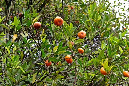 Obraz na płótnie Mini tangerines on tree in Tereopolis, Rio de Janeiro, Brazil w salonie