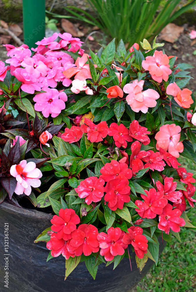 New Guinea Impatiens flowers on garden