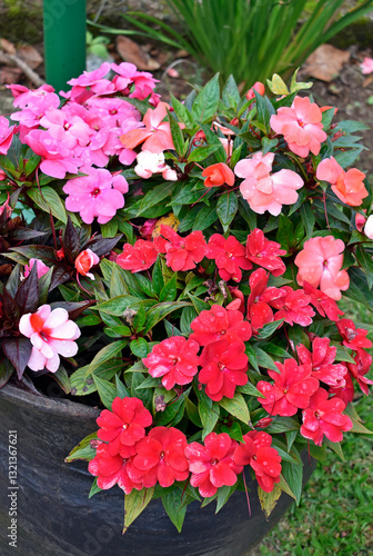 Obraz na płótnie New Guinea Impatiens flowers on garden w salonie