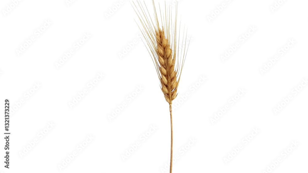 Single Stalk of Wheat Isolated on Transparent Background for Agricultural and Culinary Use Single Stalk of Wheat Isolated on Transparent Background for Agricultural and Culinary Use
