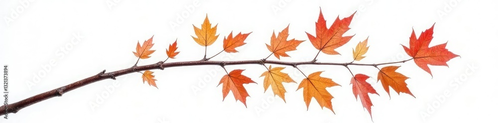Single isolated beech branch against white background, beech branches white isolated deciduous trees forests wintery landscapes, winter, wood Single isolated beech branch against white background, beech branches white isolated deciduous trees forests wintery landscapes, winter, wood