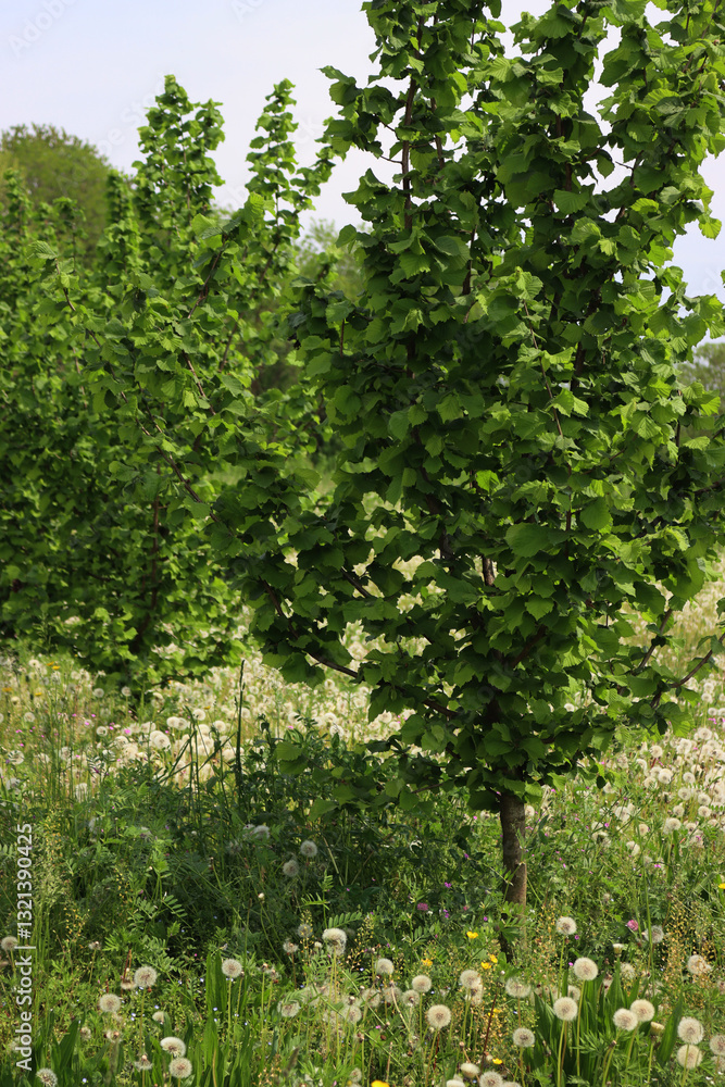 Fototapeta premium Hazel tree plantation on summer with faded dandelions in the italian countryside. Corylus avellana trees on a sunny day
