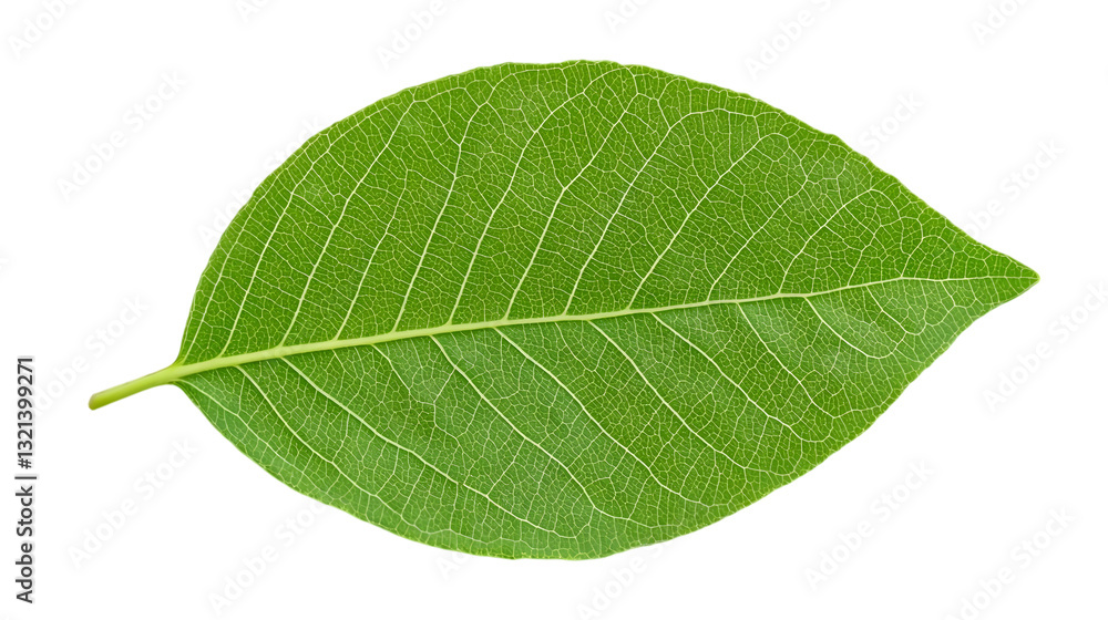 Green leaf on a white. AI Generated Images Green leaf on a white. AI Generated Images
