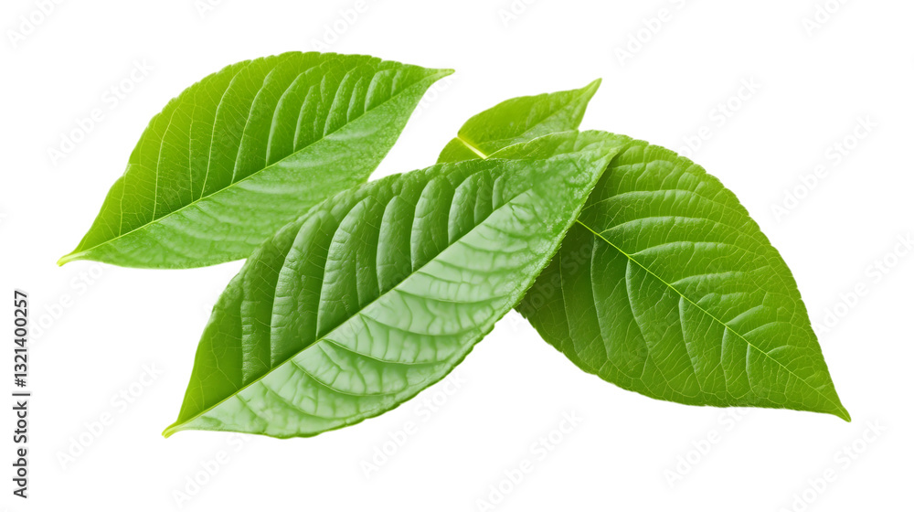 Fresh mint on white background. Collection of mint leaves top view. AI Generated Images Fresh mint on white background. Collection of mint leaves top view. AI Generated Images