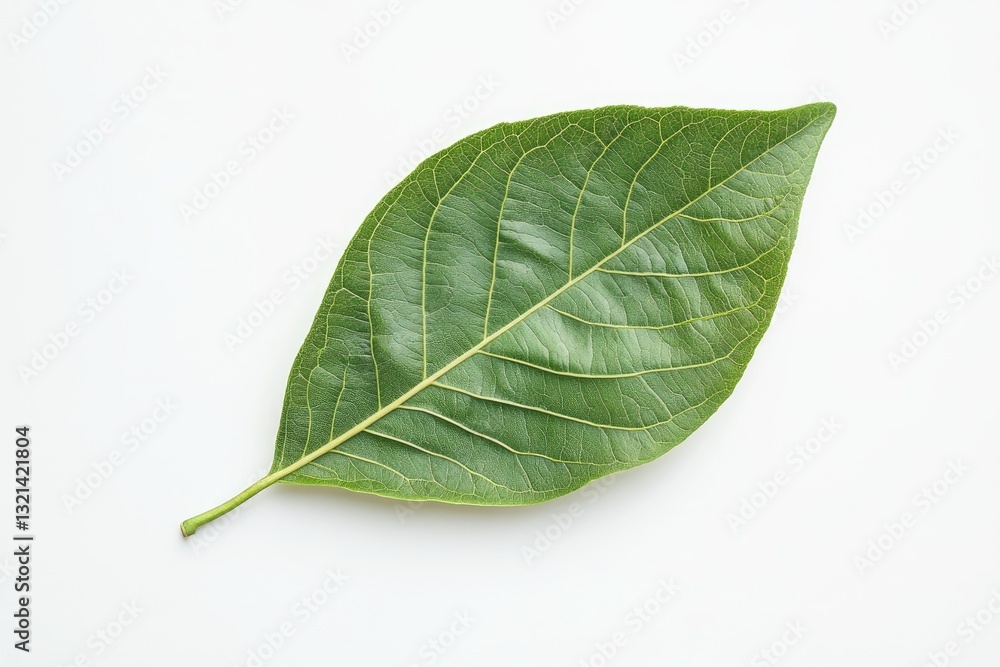 Obraz premium Single vibrant green leaf (1)