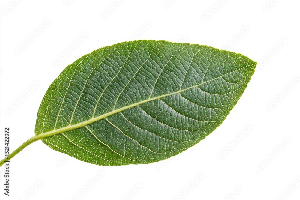 Obraz premium Close-up of a vibrant green leaf. Healthy leaf exhibiting distinct veins